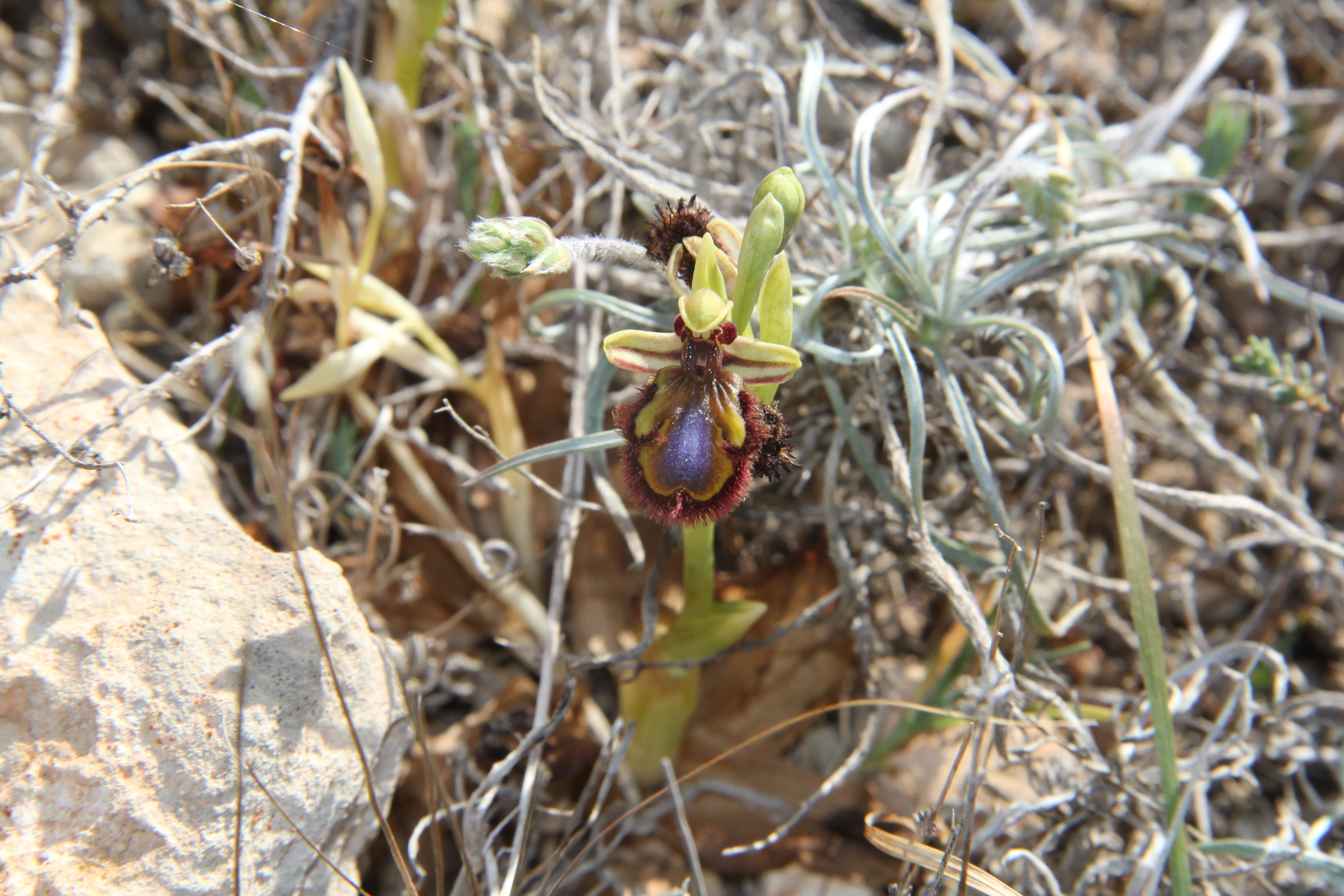 Mirror orchid