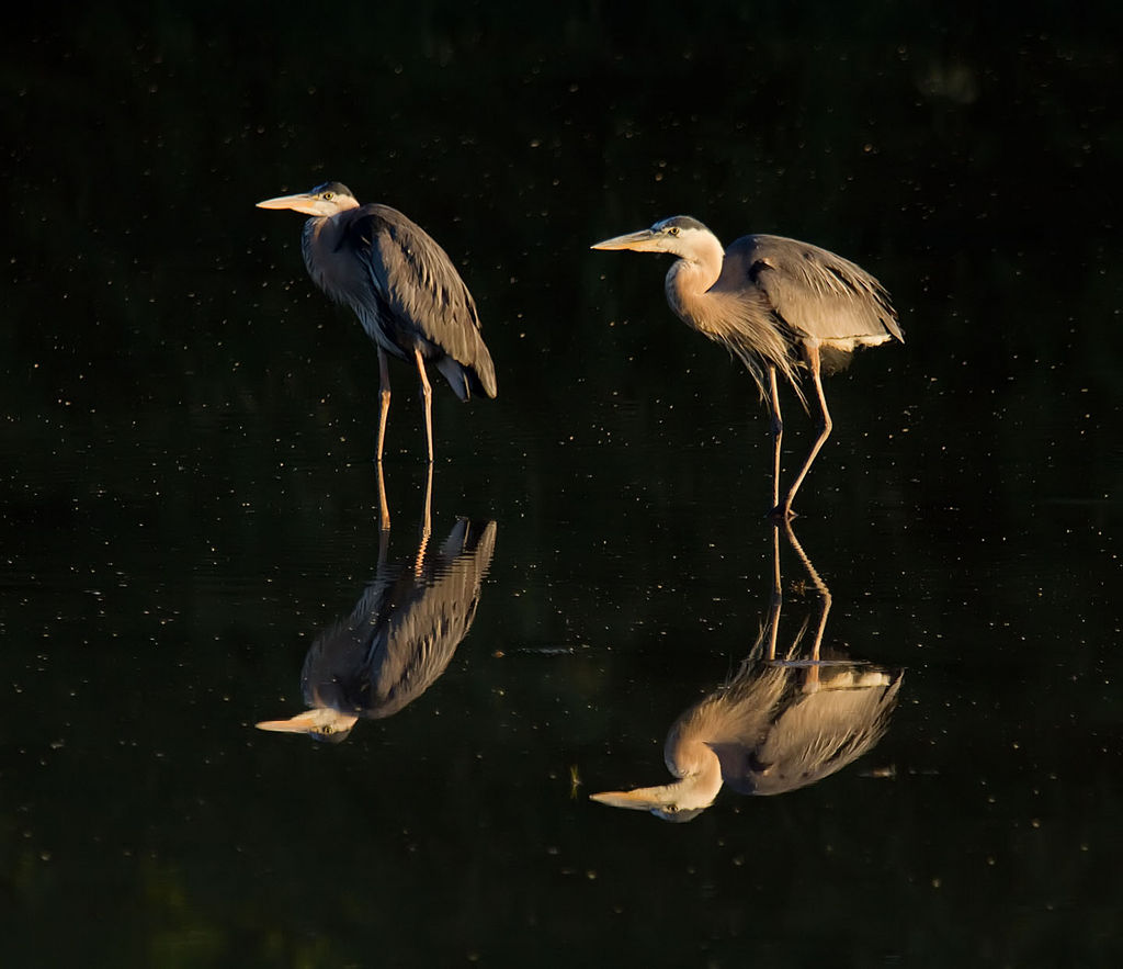 Mirrored Herons