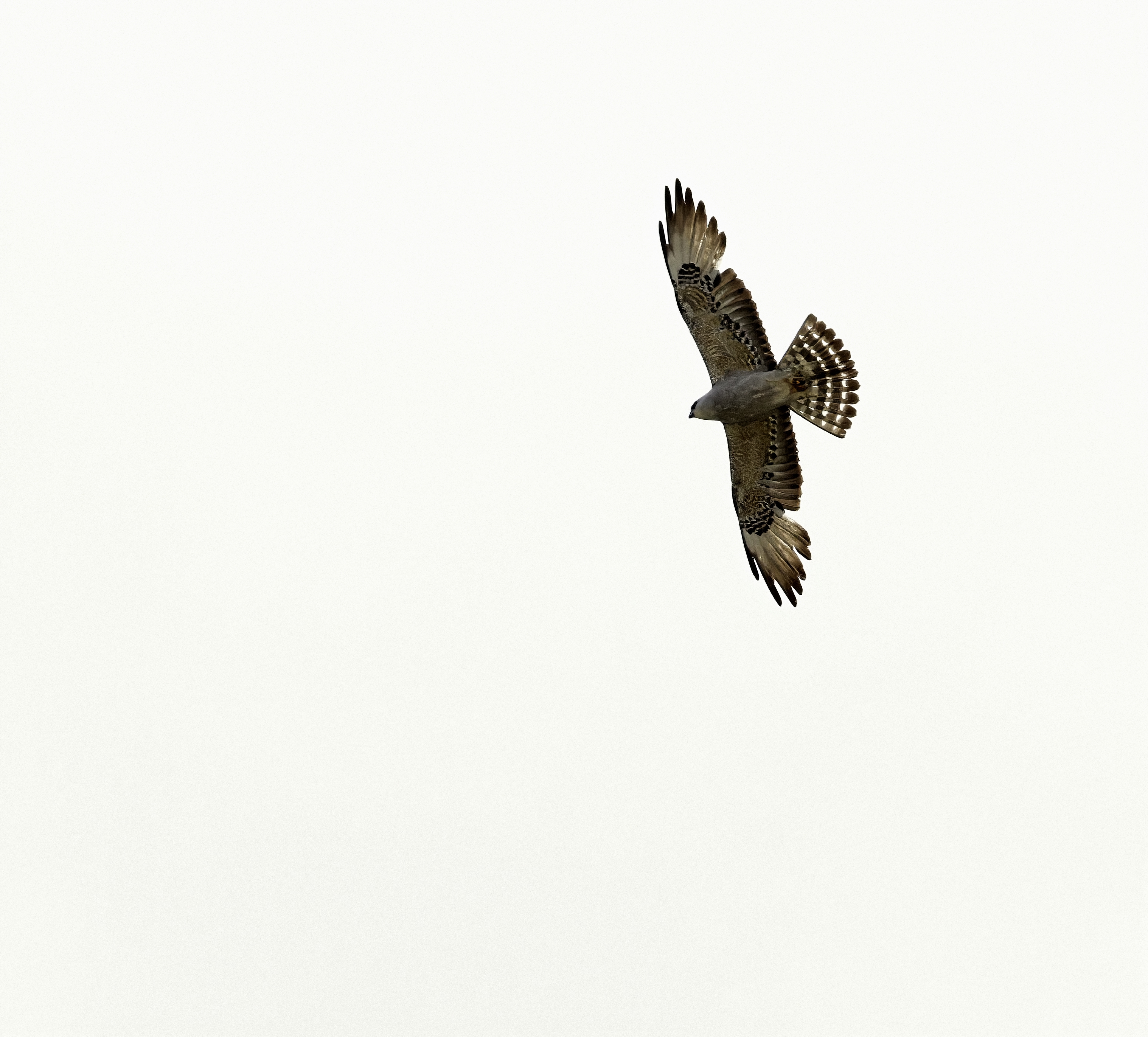 Mississippi Kite (juvenile).jpg