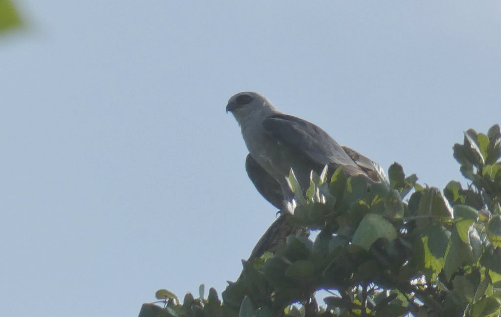 Mississippi Kite