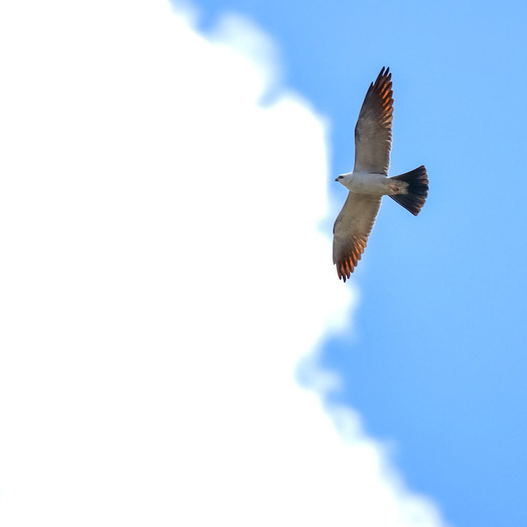 Mississippi Kite