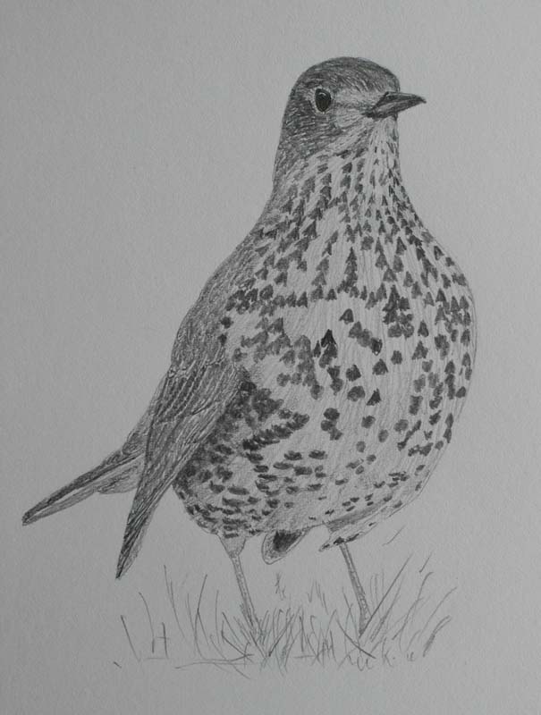 Mistle Thrush