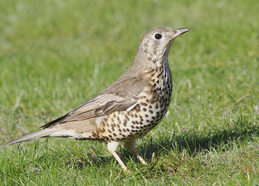 Mistle Thrush