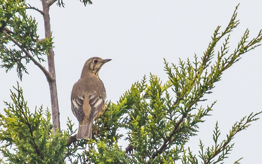 Mistle Thrush