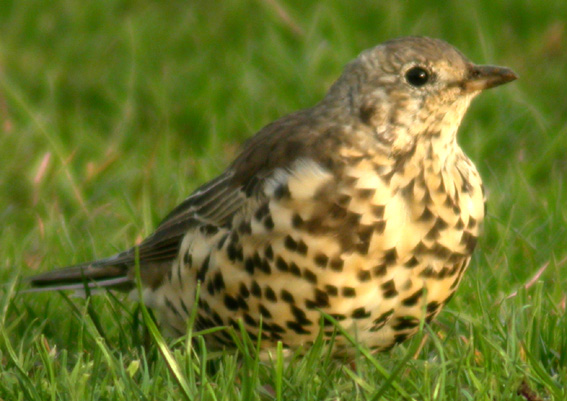 mistle thrush