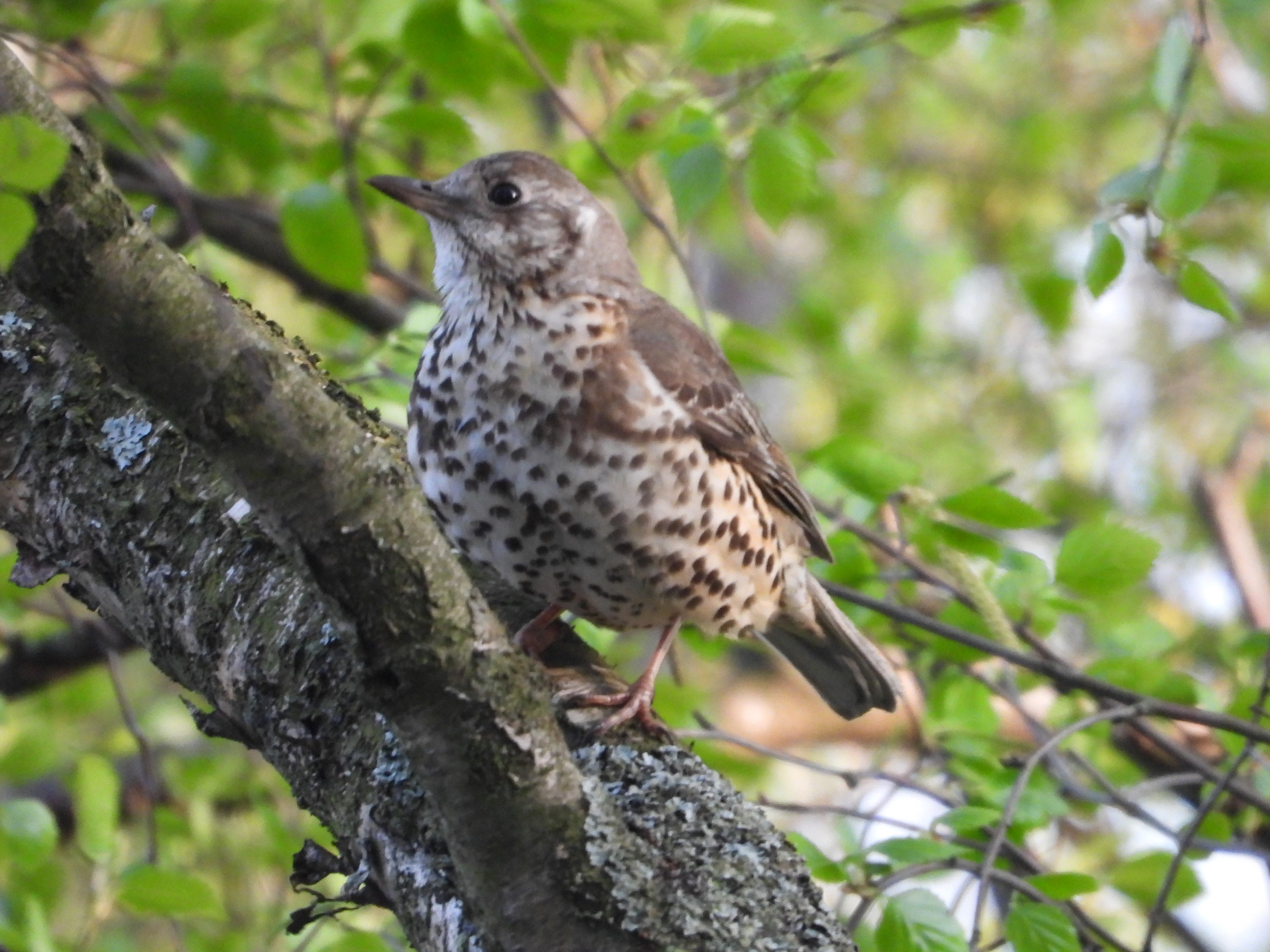 Mistle Thrush