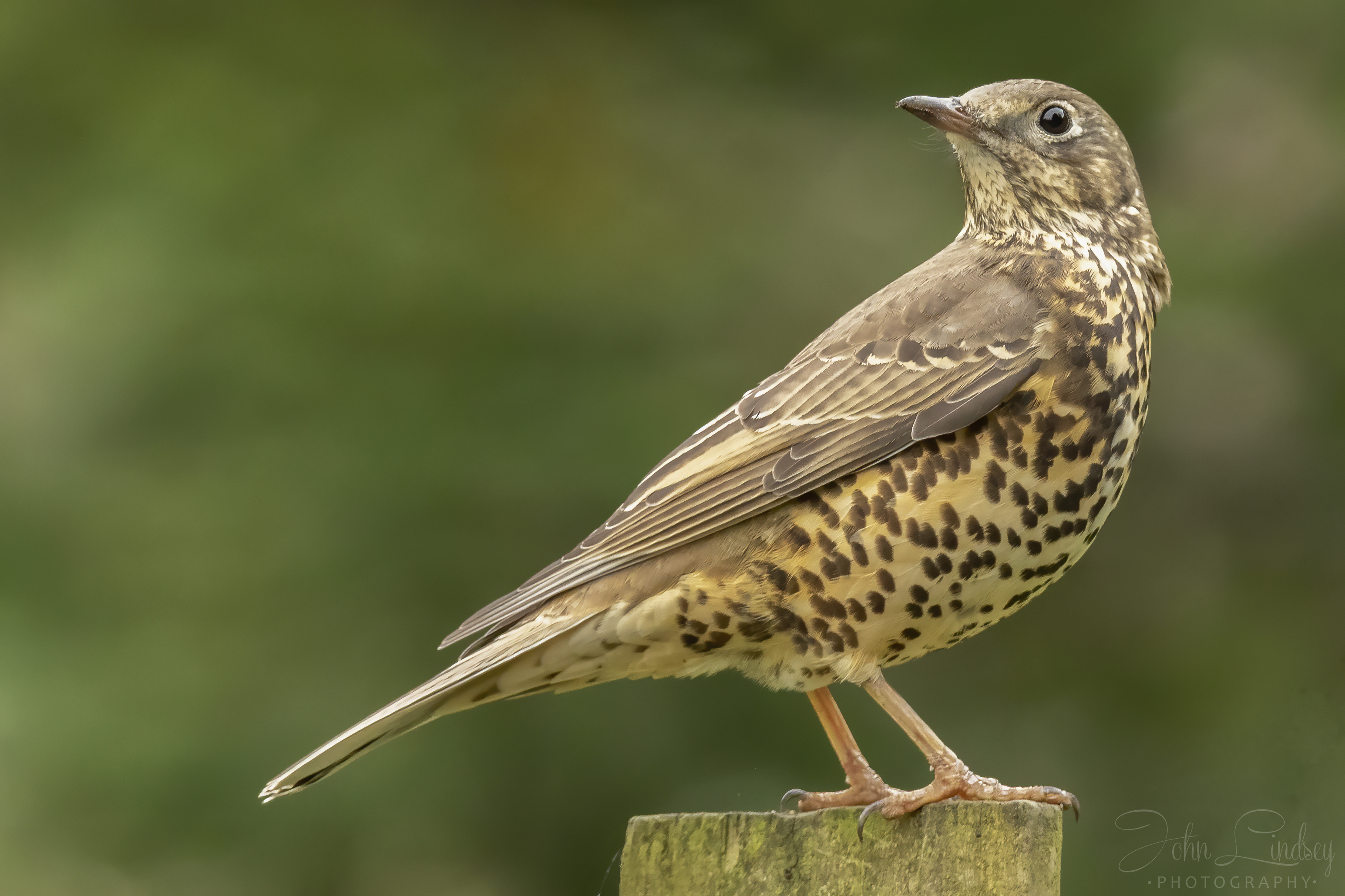 Mistle Thrush