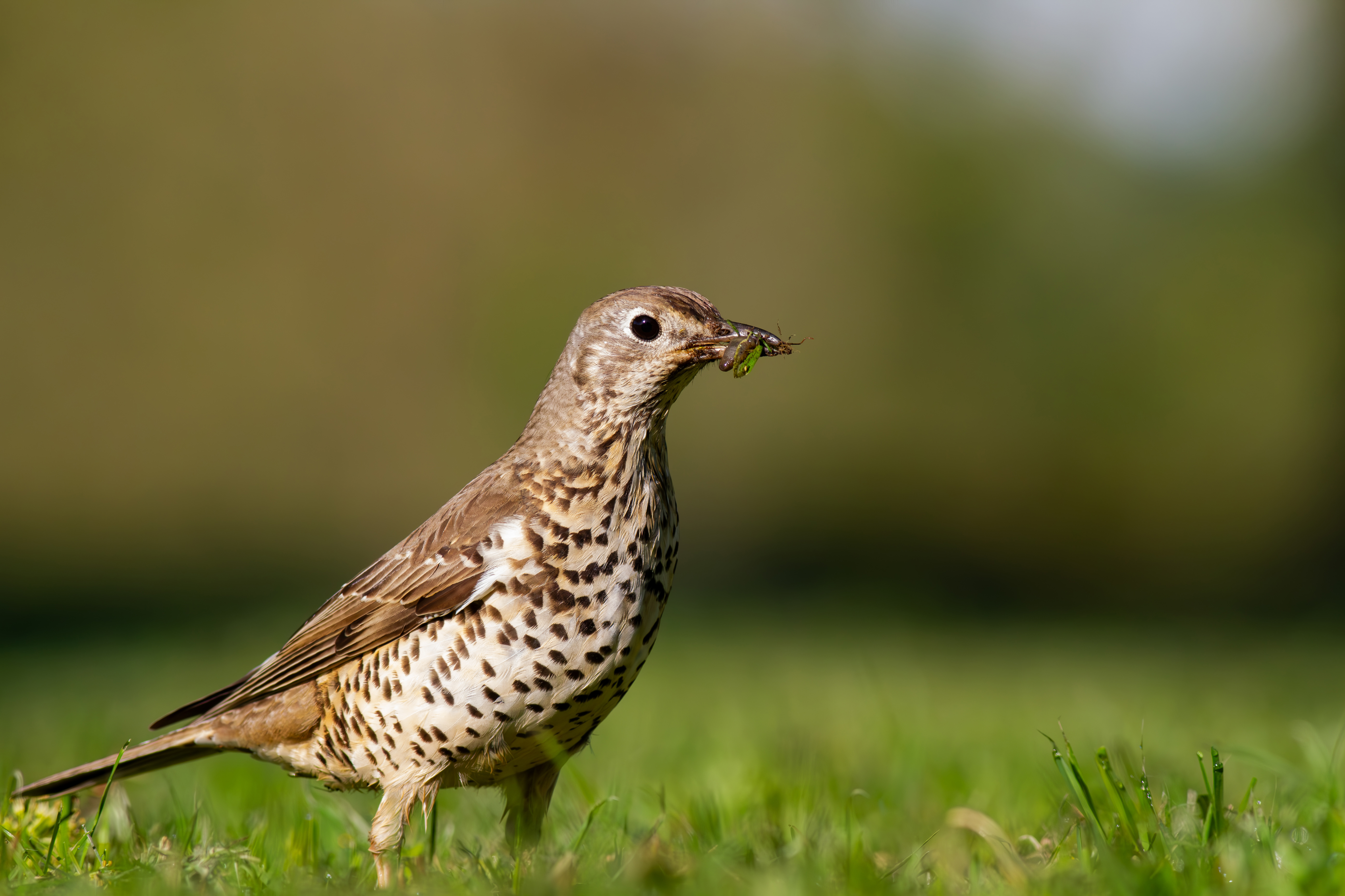 Mistle Thrush