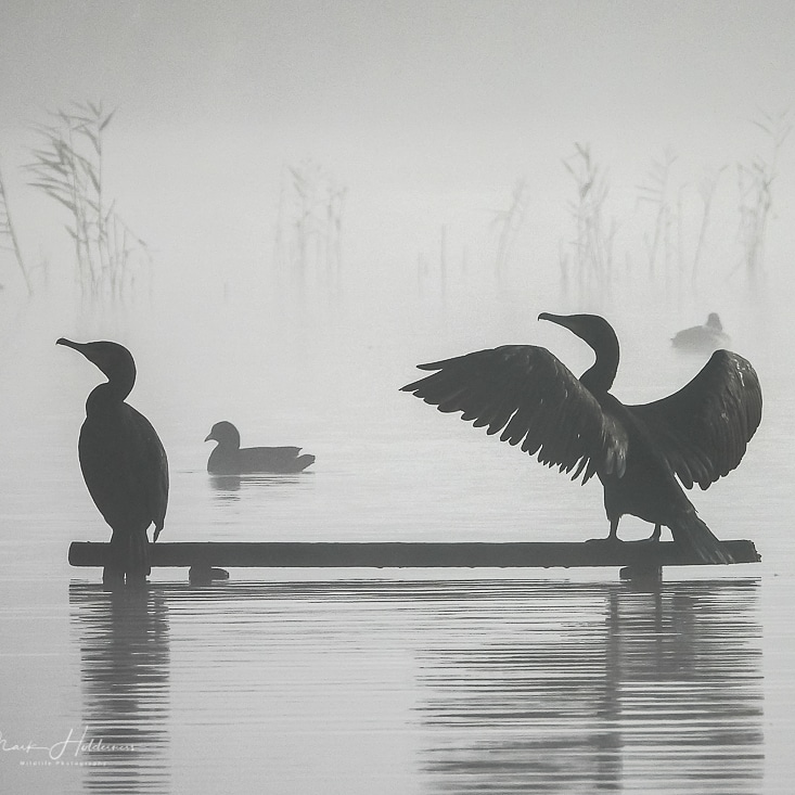 Misty morning Cormorants