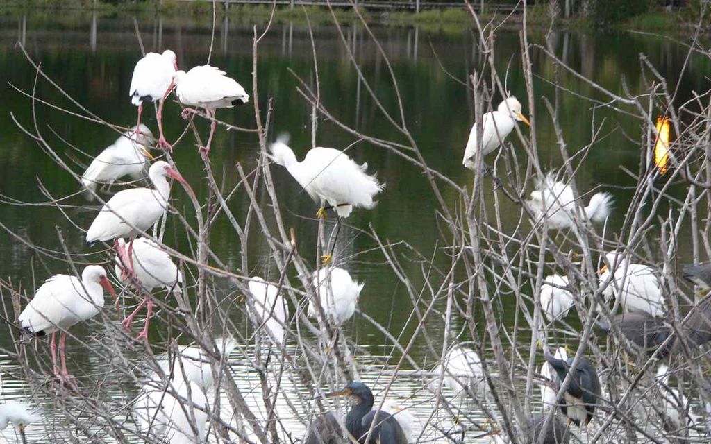 Mixed roosting waders