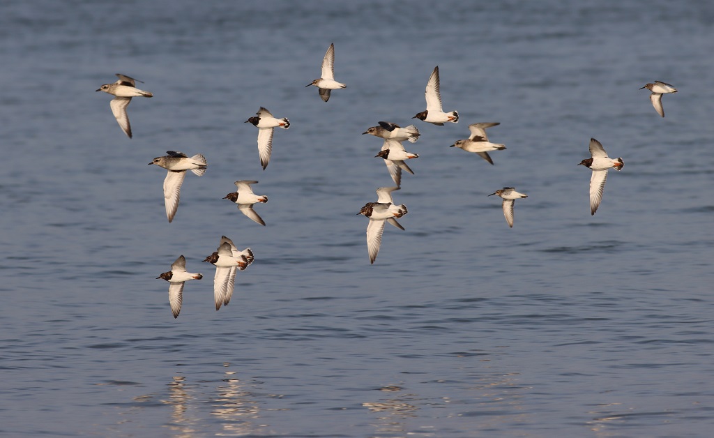 mixed wader group