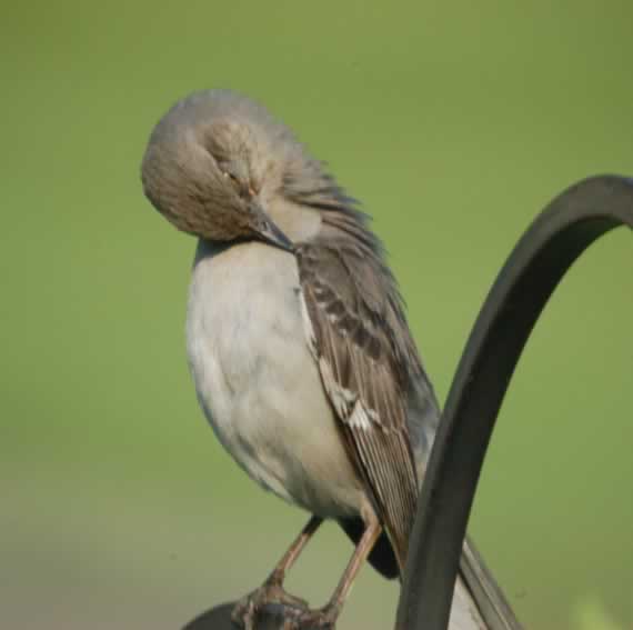 Mocking Bird