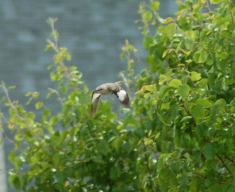 Mockingbird in Flight