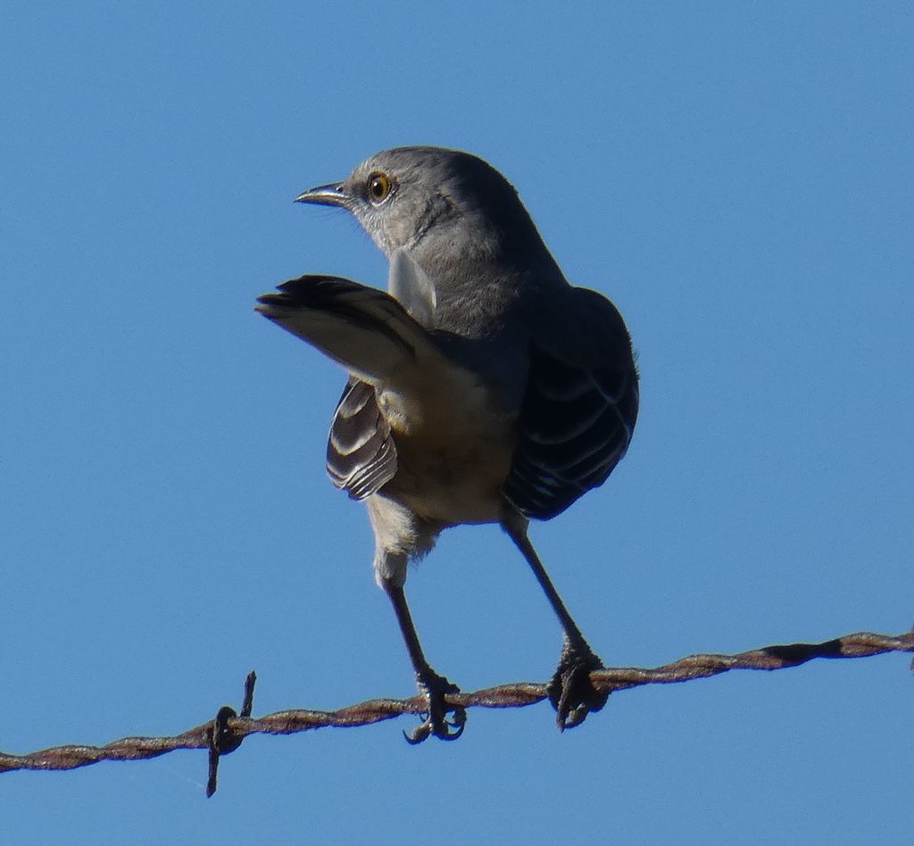 Mockingbird showing off