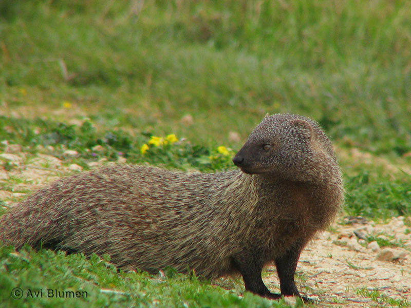 mongoose