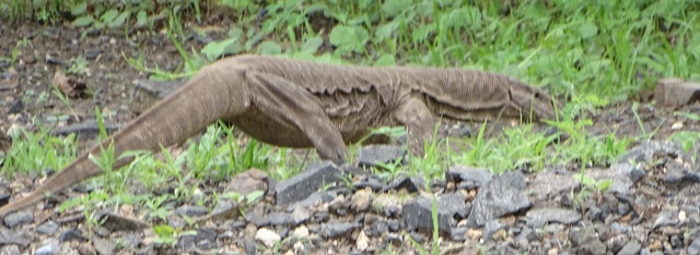 Monitor Lizard