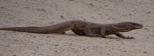 Monitor Lizard