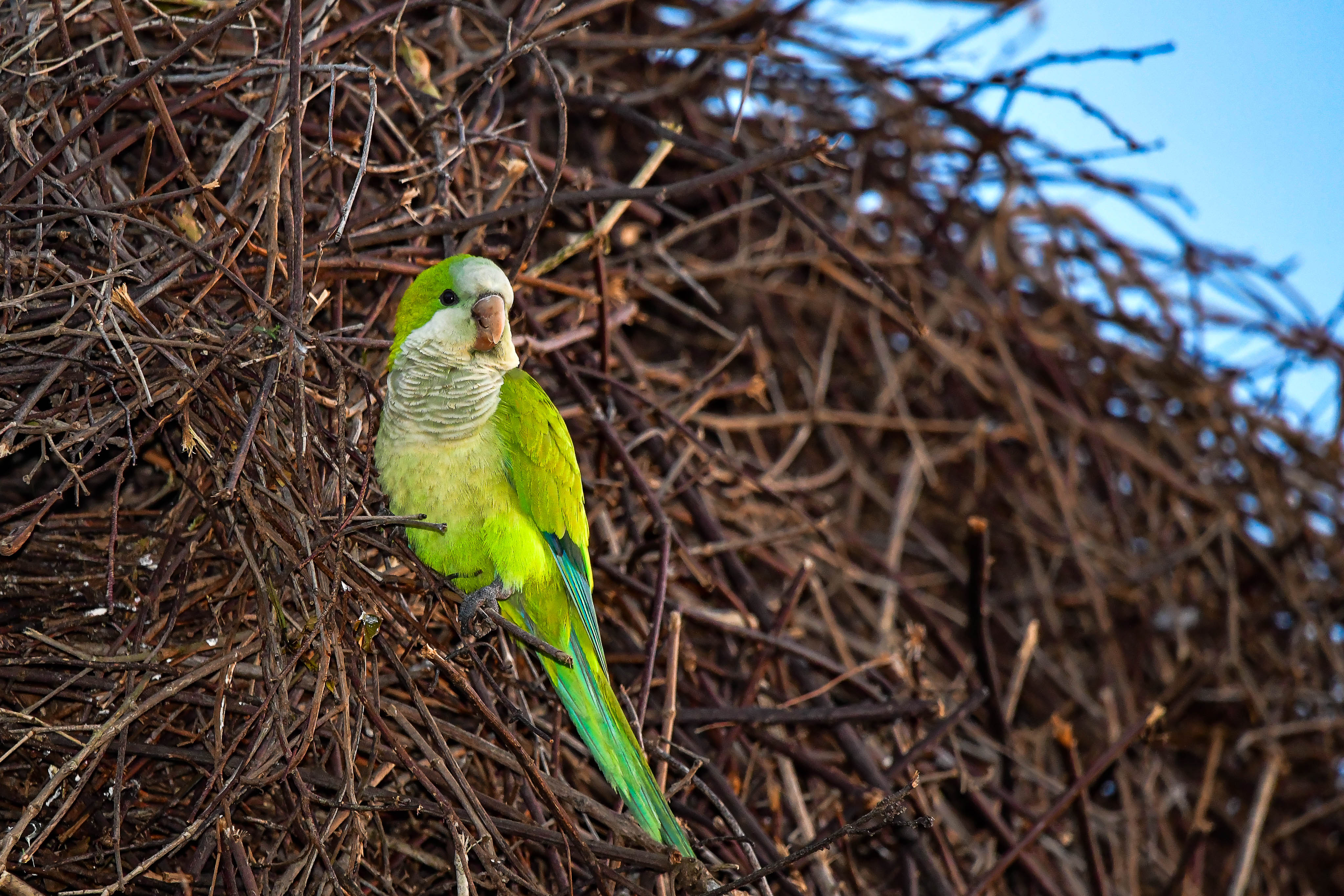 Monk Parakeet