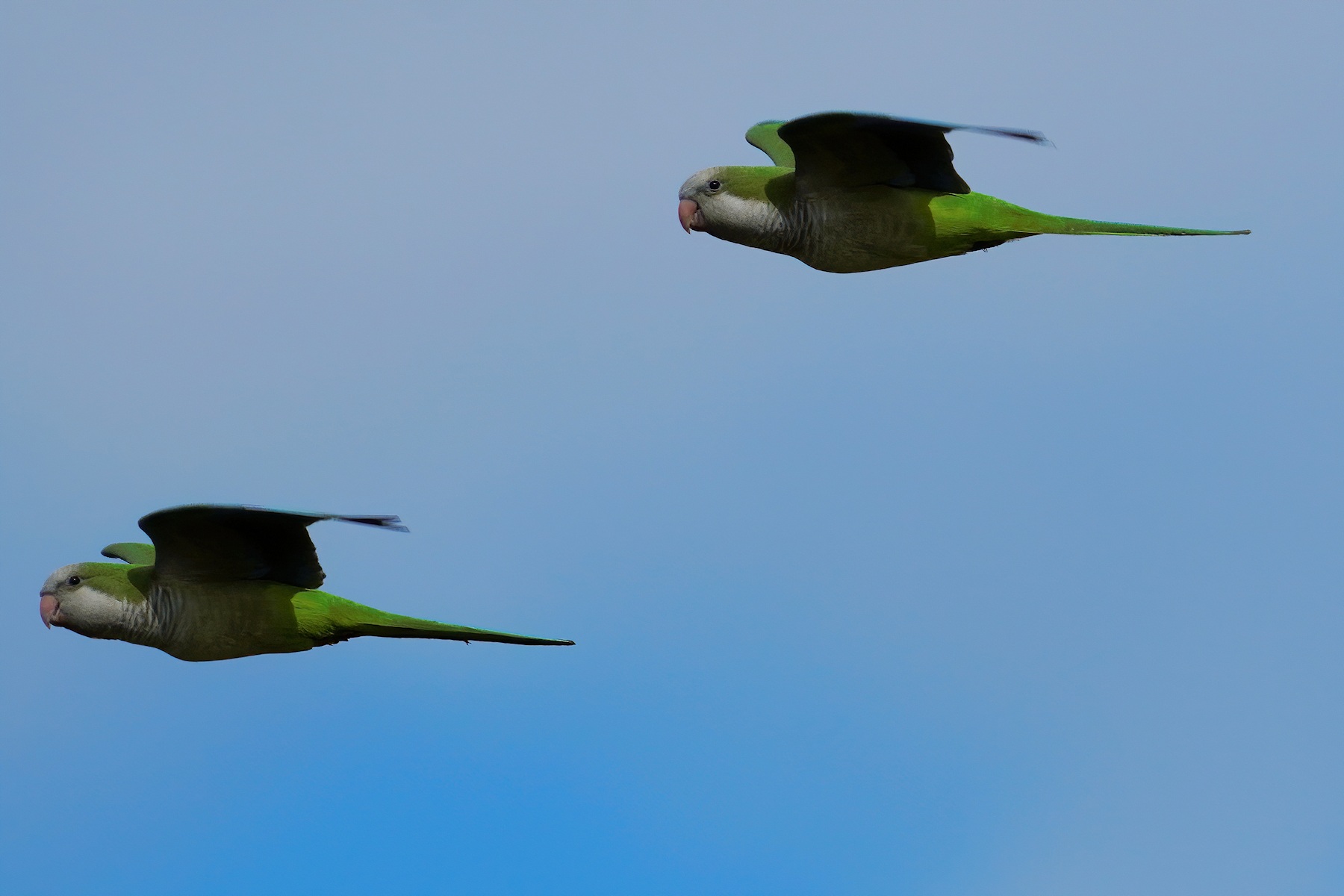 Monk parakeets in flight