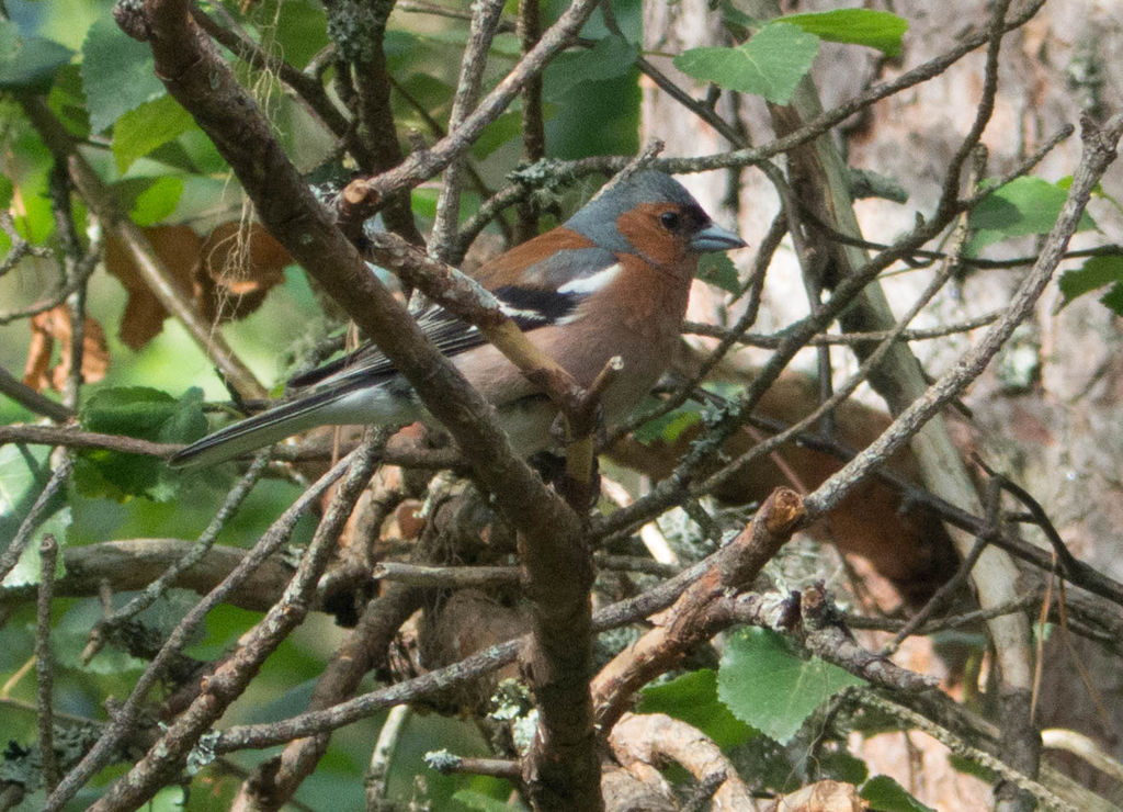 Monsieur Chaffinch