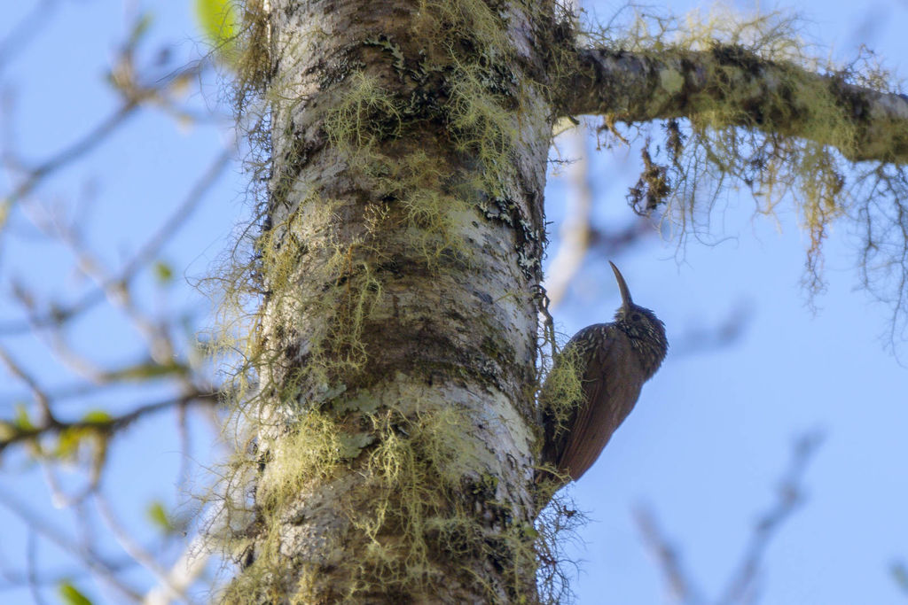 Montane Woodcreeper