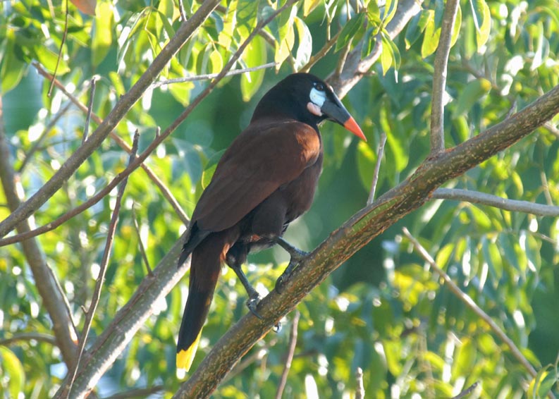 Montezuma Oropendola
