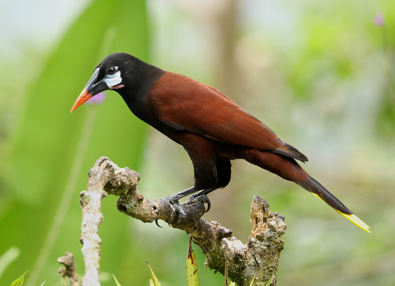 Montezuma Oropendola