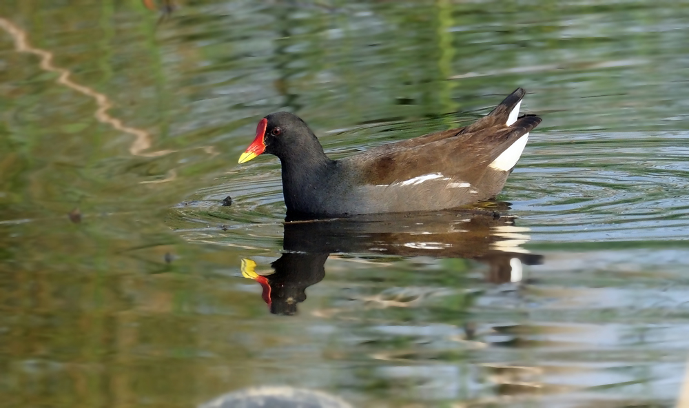 moorhen