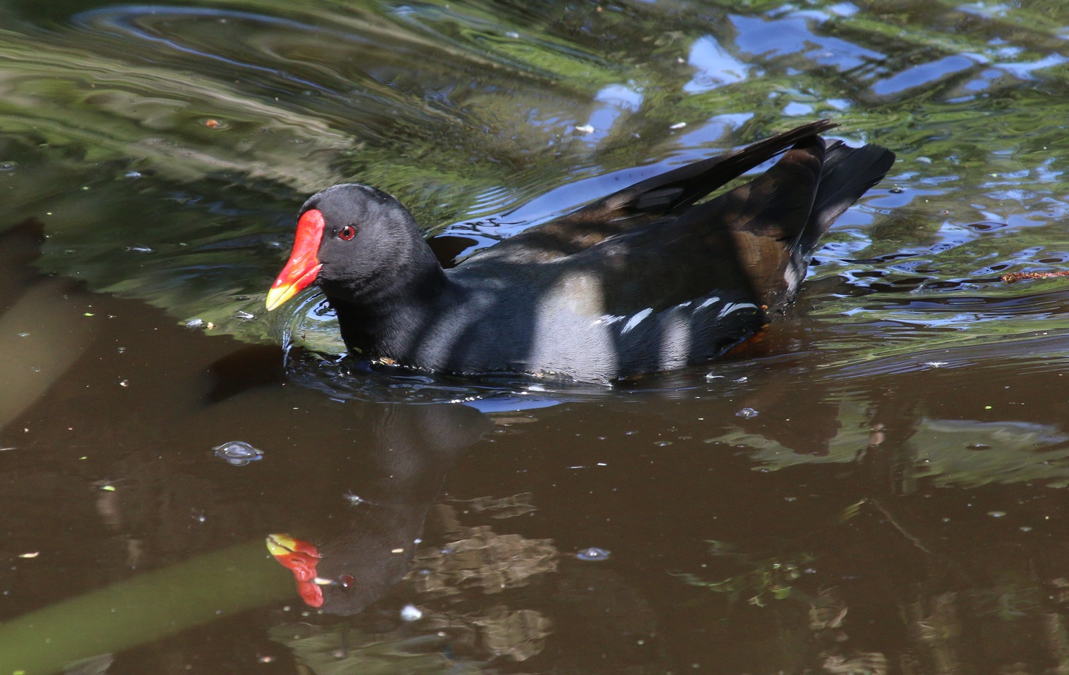 Moorhen