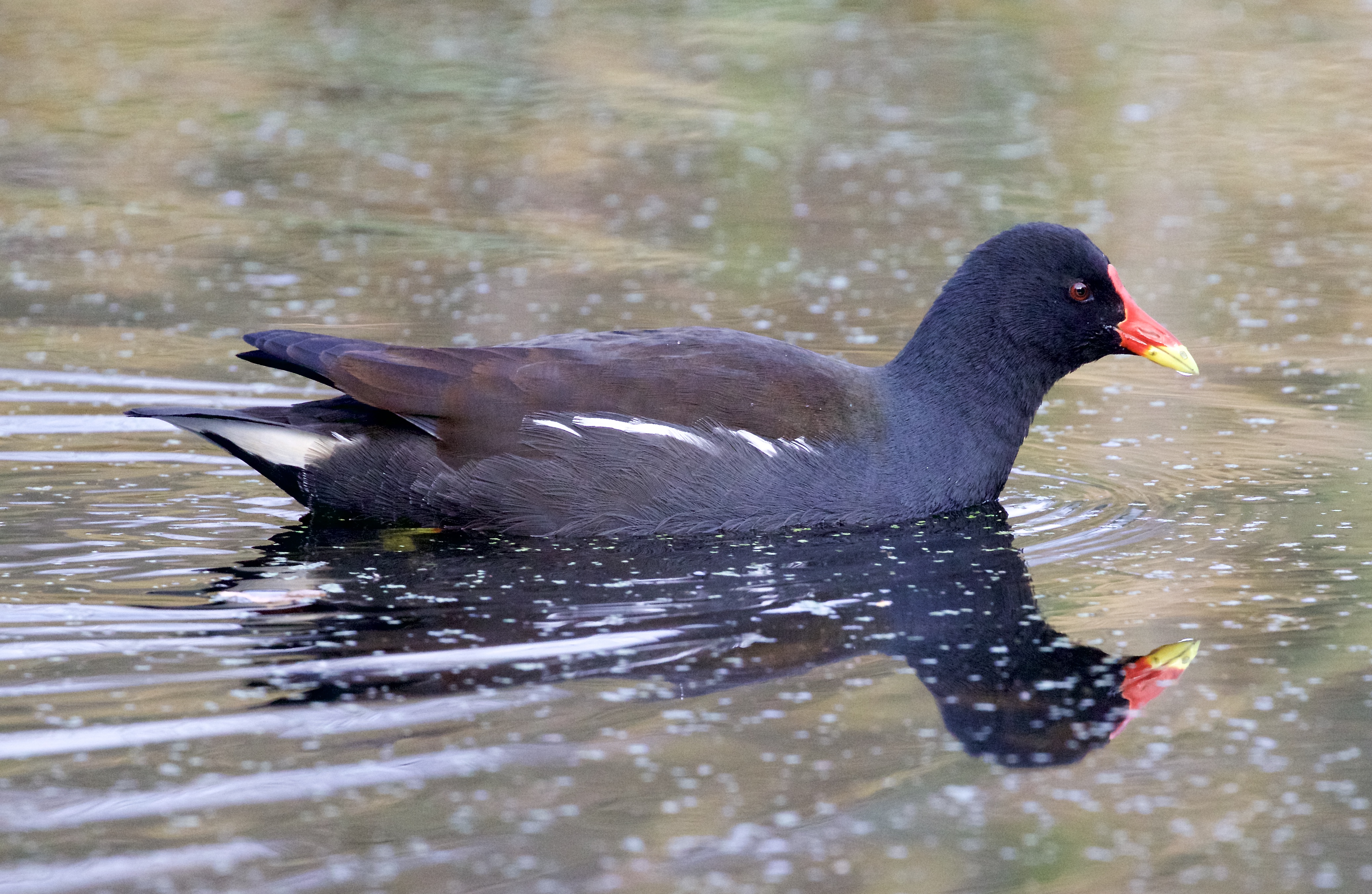 moorhen