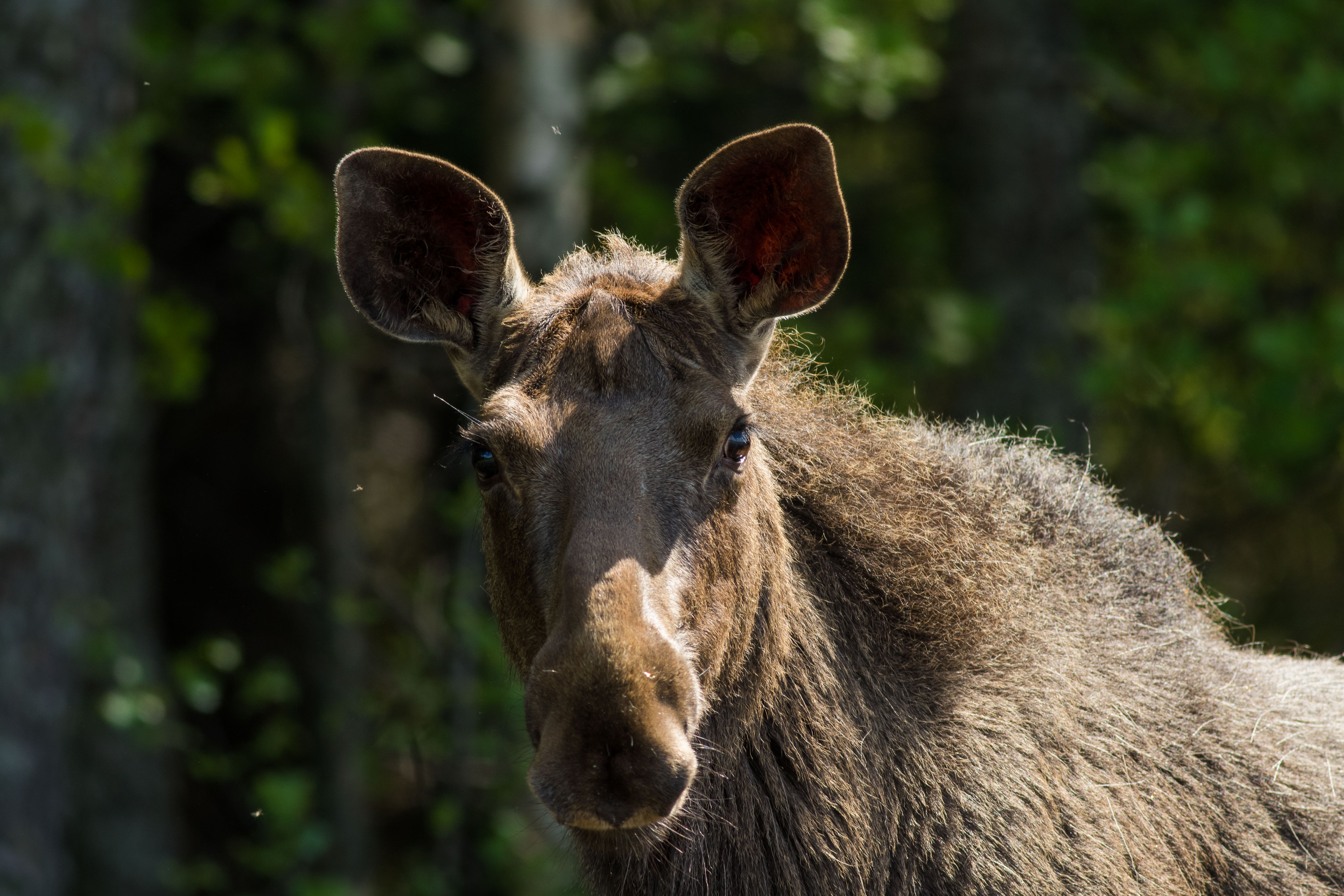 Moose closeup