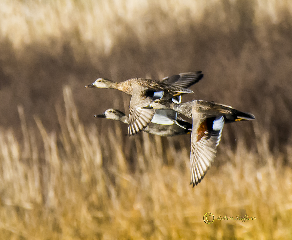 More Gadwalls