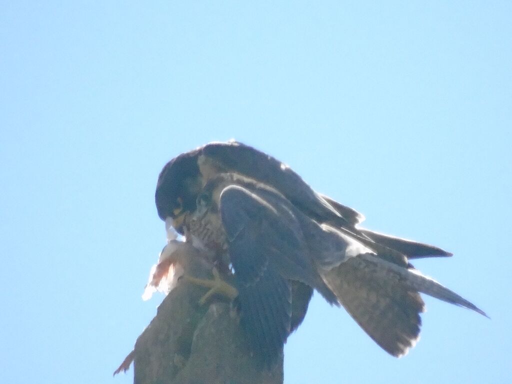 Mother and falconet eating together