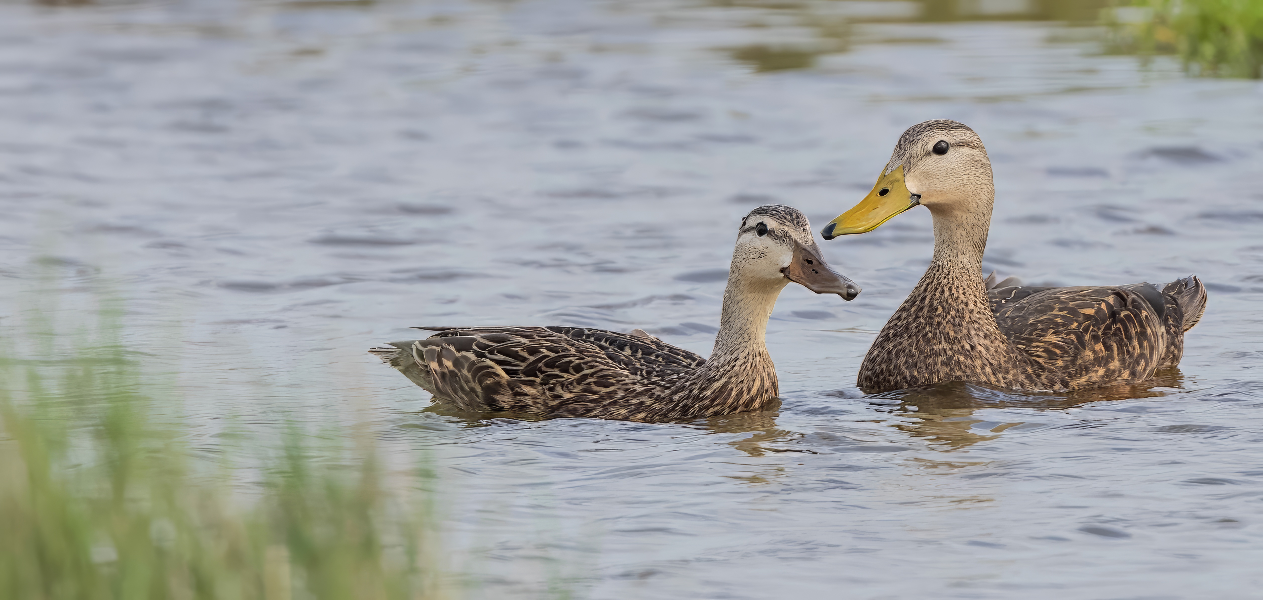 Mottled Duck Pair