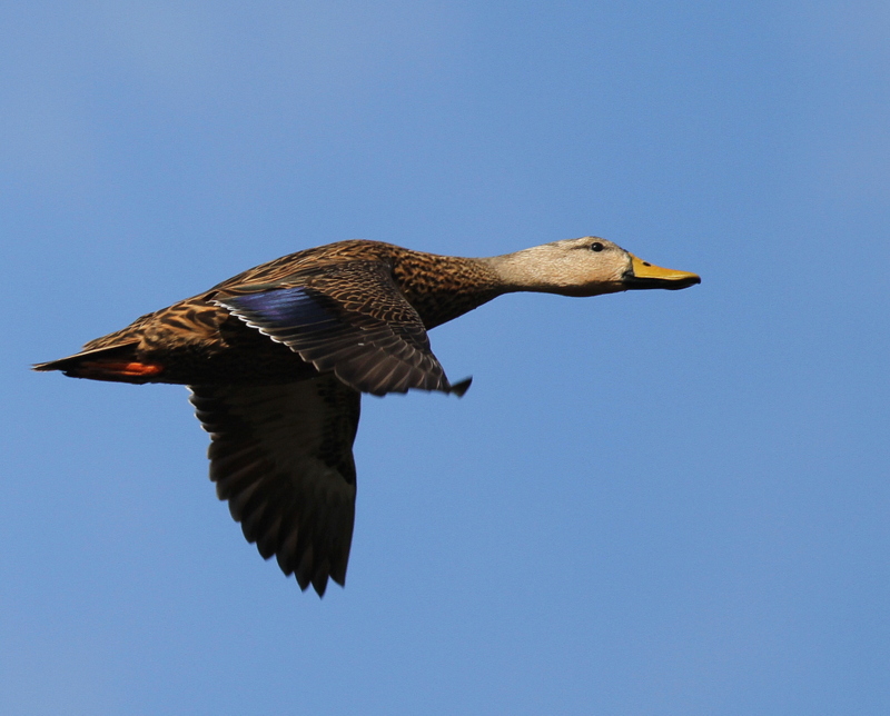 Mottled Duck