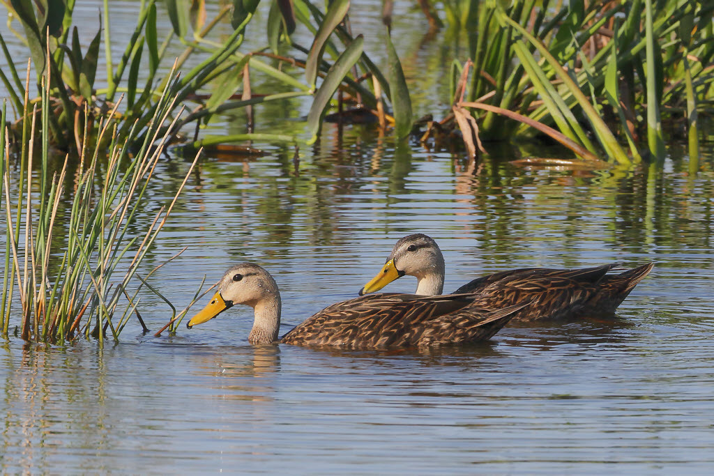 Mottled Ducks, Male and Female