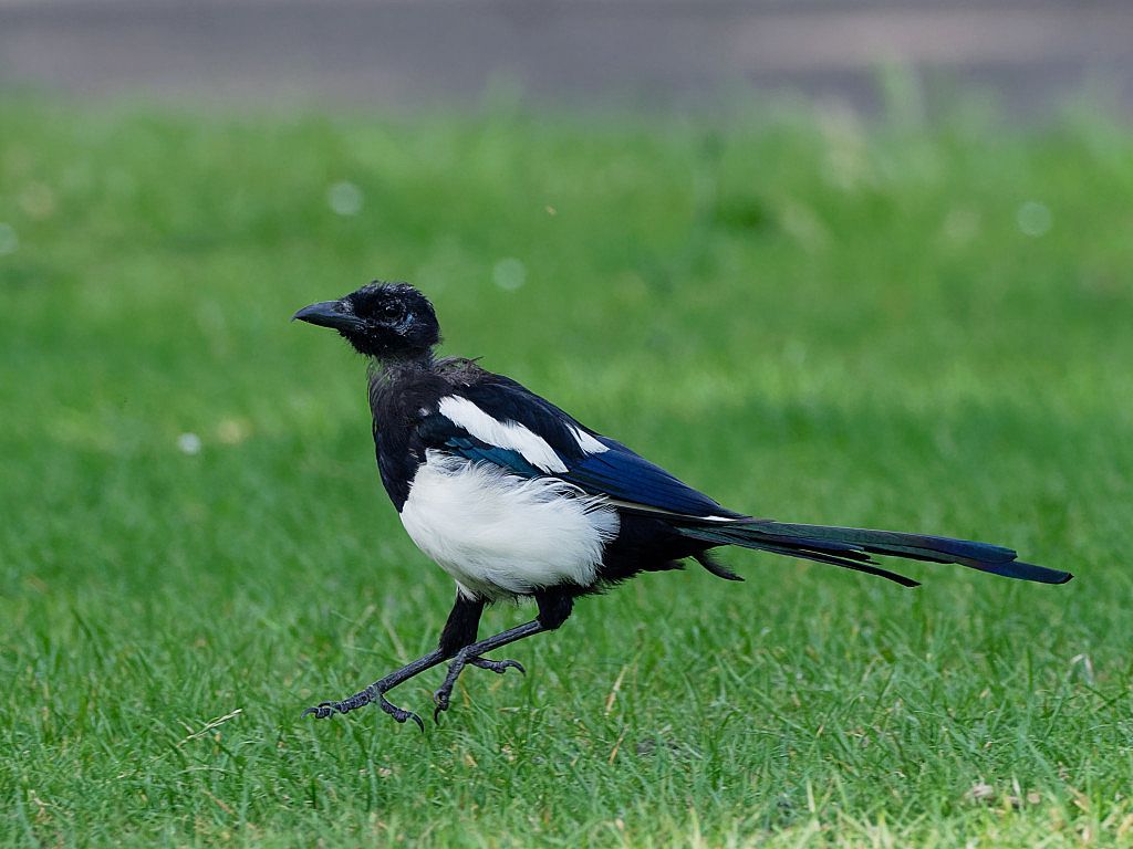 Moulting Magpie hopping along