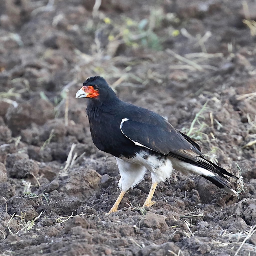 Mountain Caracara