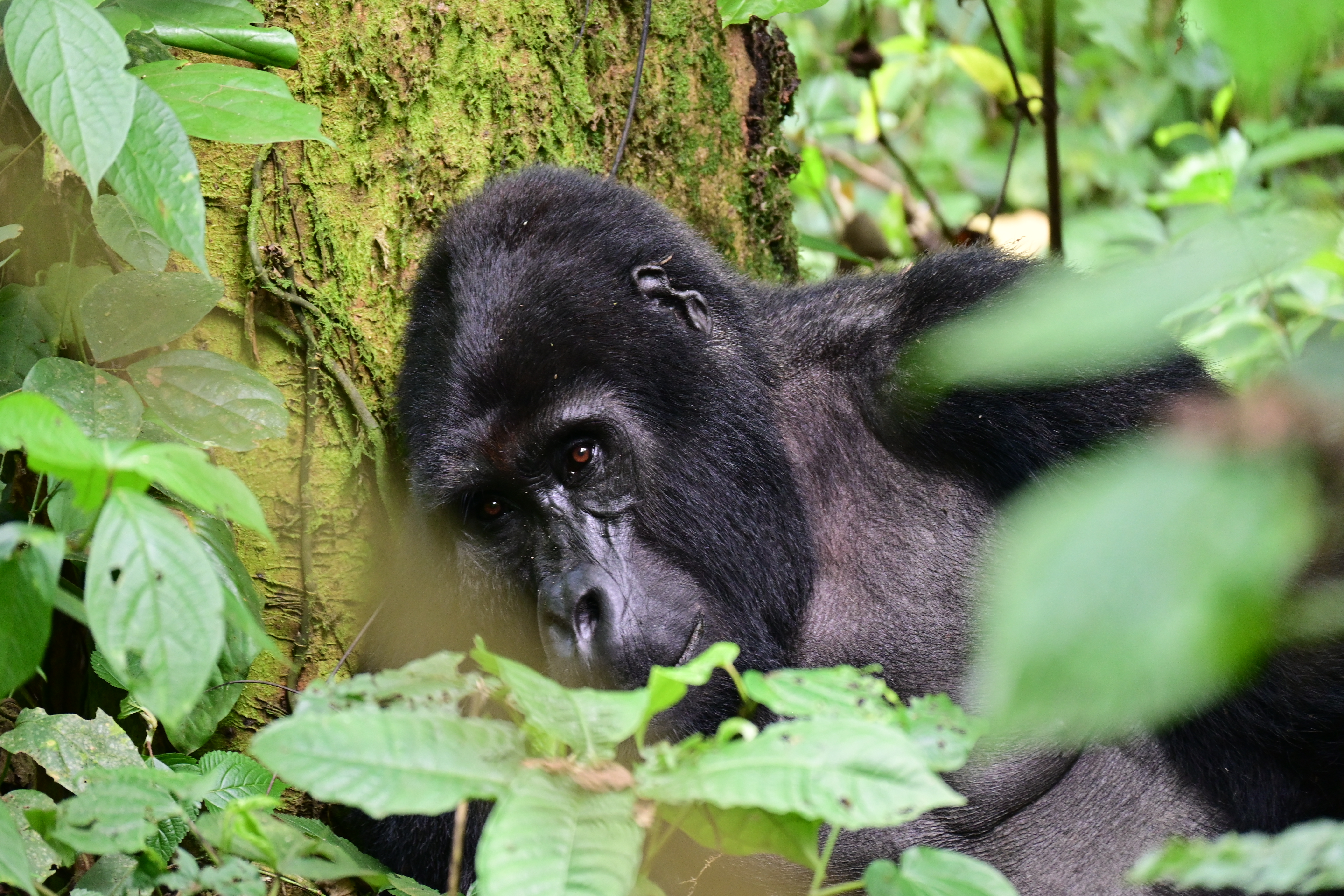 Mountain Gorilla