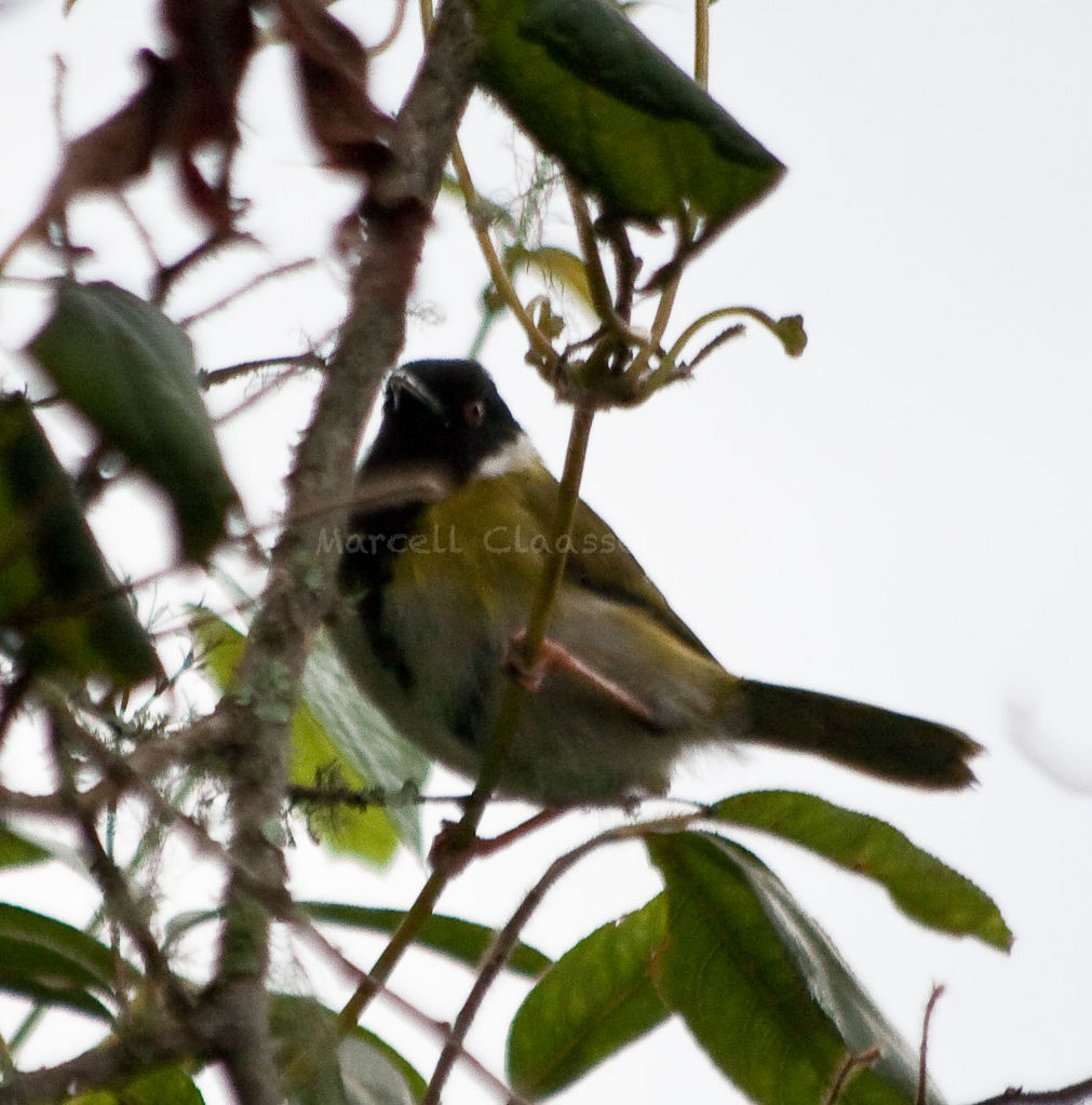 Mountain Masked (Black-faced) Apalis