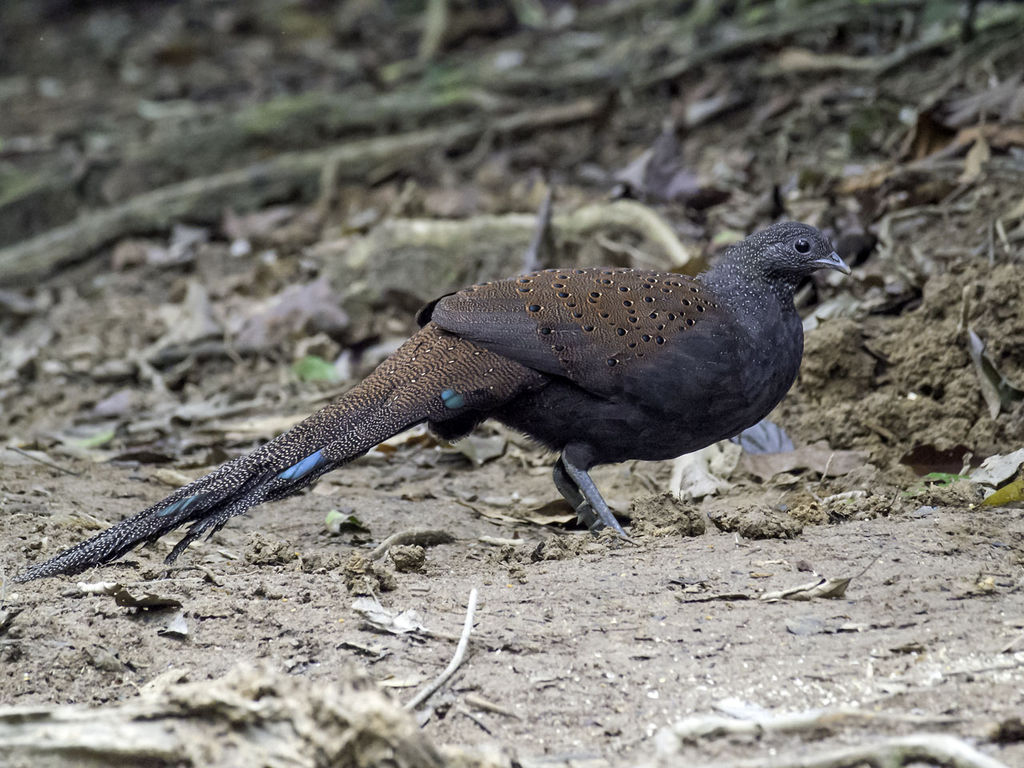 Mountain Peacock Pheasant