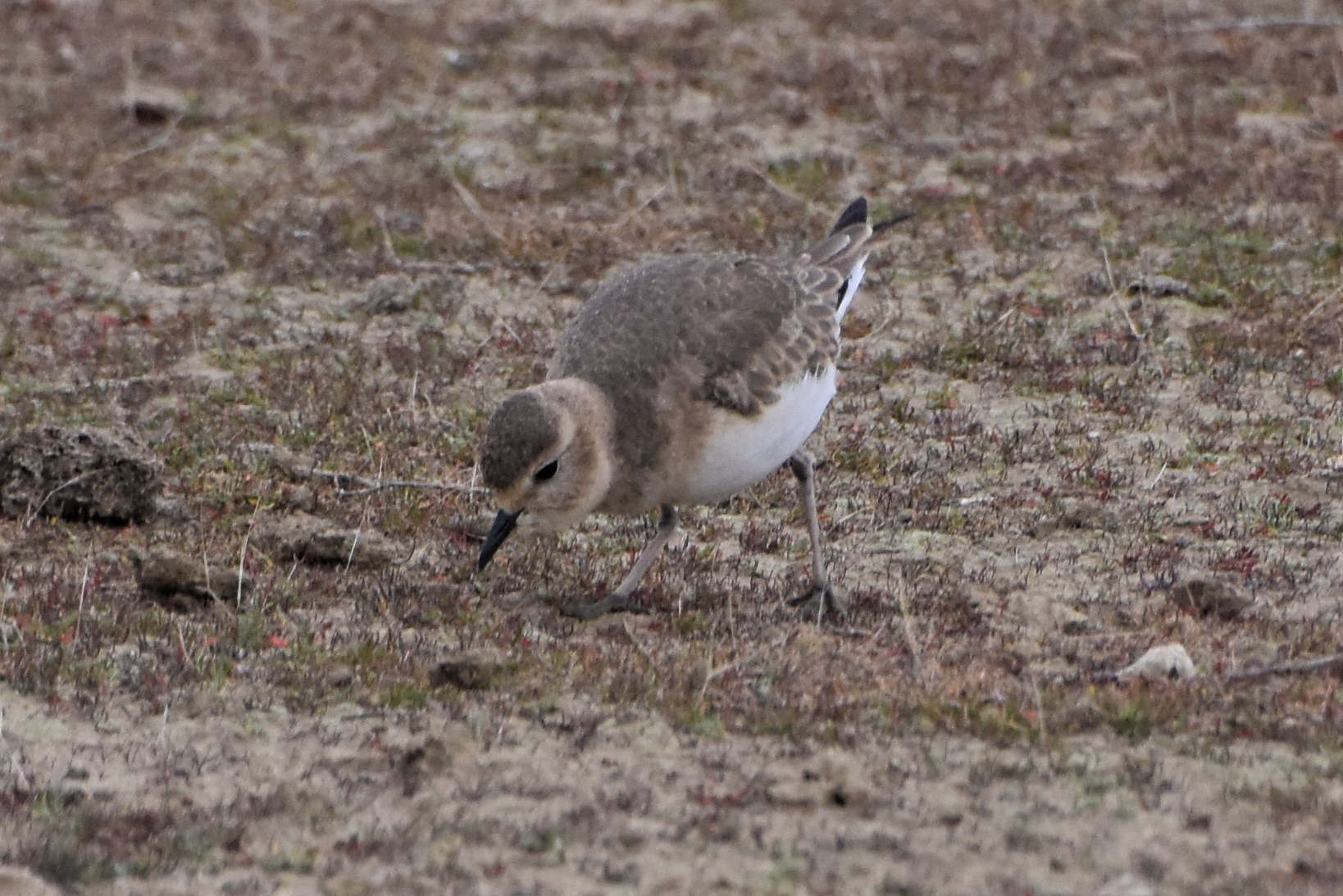 Mountain Plover