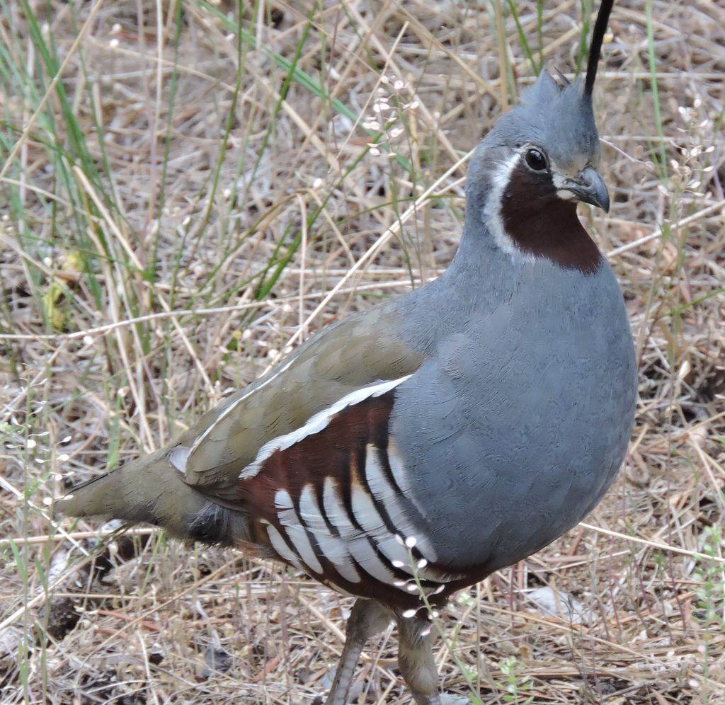 Mountain Quail