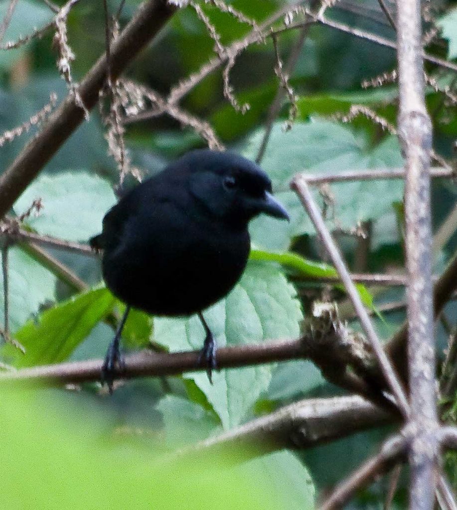 Mountain Sooty Boubou (for Opus)