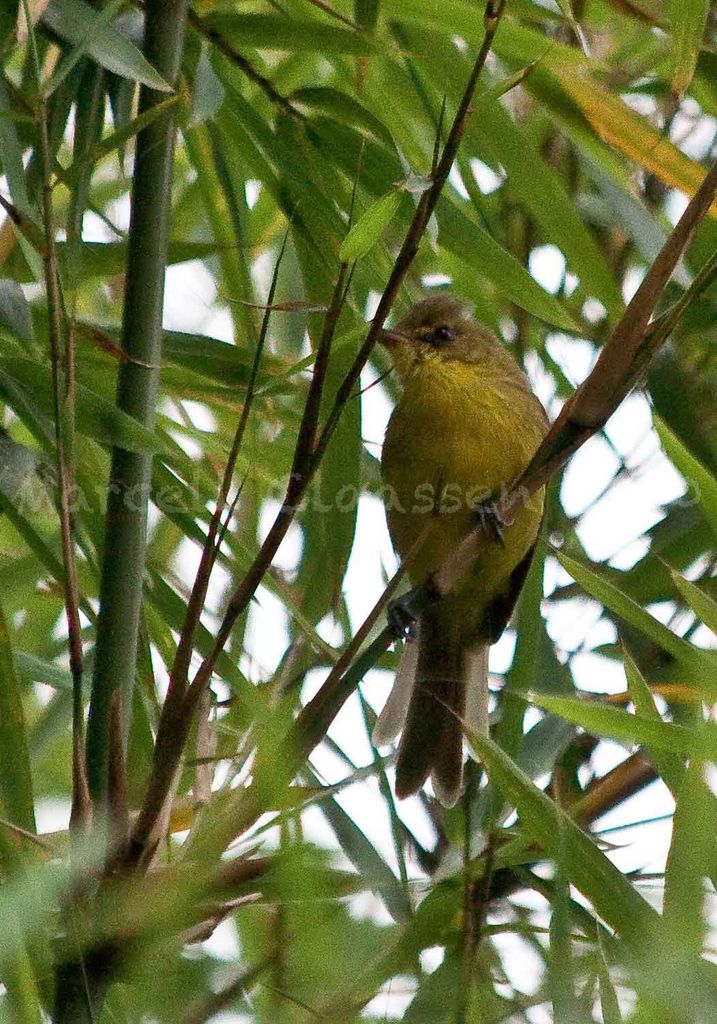 Mountain Yellow Warbler (for Opus)