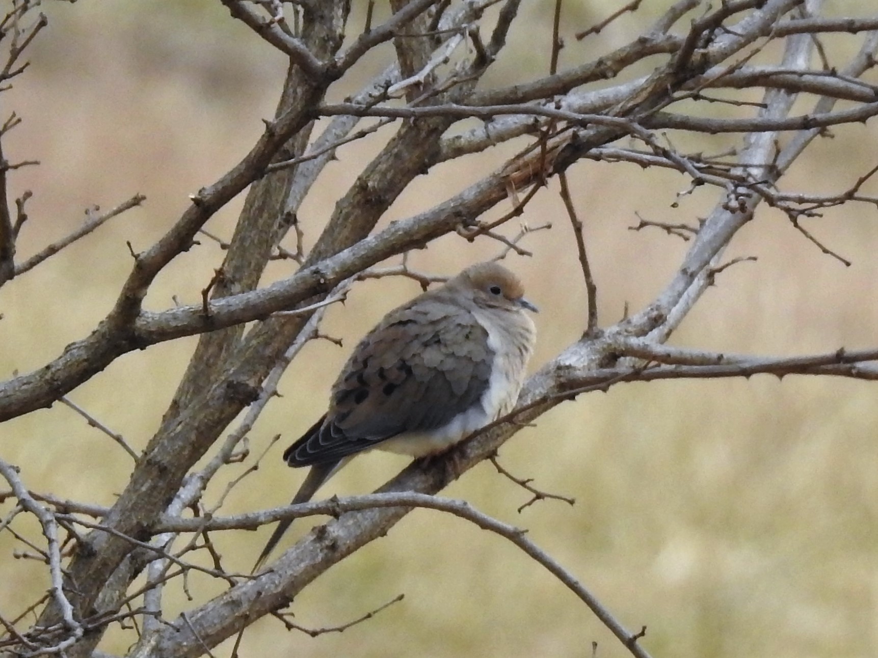 Mourning Dove.JPG