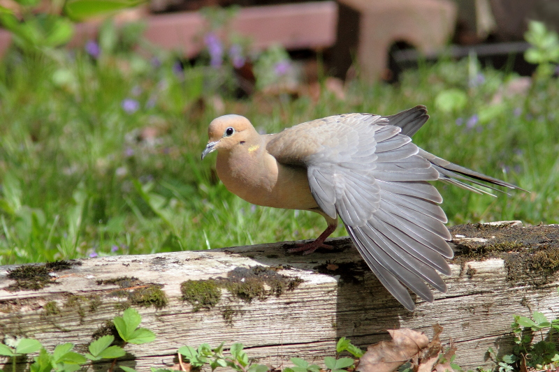 Mourning Dove