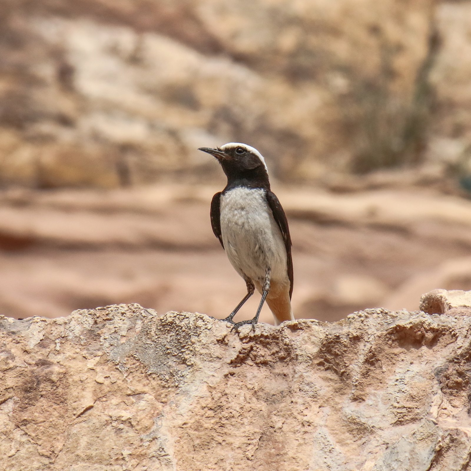 Mourning Wheatear