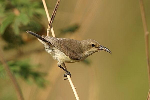 Mouse-brown Sunbird