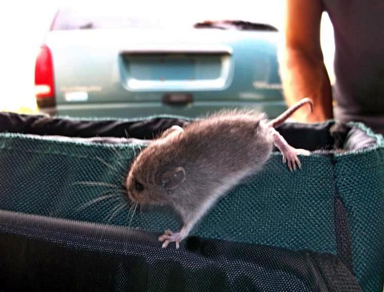 Mouse